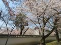 参道の塀際の桜