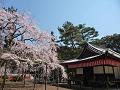 清滝宮の枝垂桜