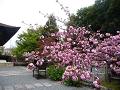 関山桜2