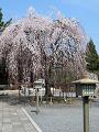 満開の阿亀桜2