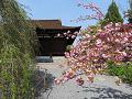 関山桜と釈迦堂