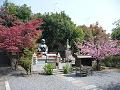 阿亀像脇の八重桜