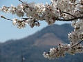 桜と大文字山