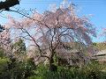 満開の三春滝桜2