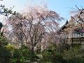 三春滝桜と本堂2