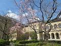 咲き始めの祇園枝垂桜