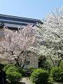 容保桜と大島桜