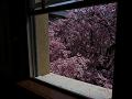 2階の窓から見た八重紅枝垂桜