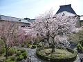 2階の窓から見た祇園枝垂桜