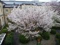 2階の窓から見た容保桜