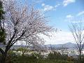 山桜と比叡山