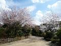 遊歩道を華やかにする桜
