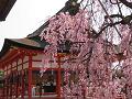 枝垂桜と楼門4
