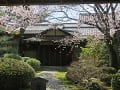 松の下屋と山桜