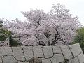 石垣と桜2