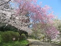 ソメイヨシノと八重紅枝垂桜