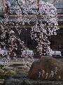 枝垂桜とかにかくに碑2