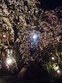 ライトアップされた枝垂桜とかにかく碑