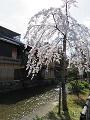 満開の枝垂桜2