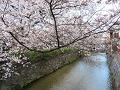 咲き始めのソメイヨシノと白川