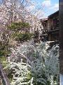 雪柳と咲き始めの枝垂桜