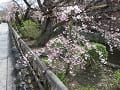 背が低い枝垂桜