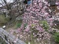 赤色に変化した枝垂桜