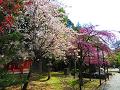 本殿脇の桜