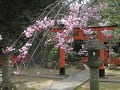 鳥居と枝垂桜