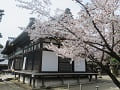 割拝殿と満開の山桜