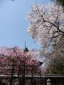枝垂桜と背の高いソメイヨシノ