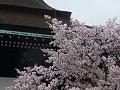左近の桜と紫宸殿の屋根