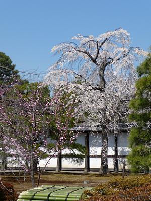 背の高い枝垂桜