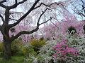 八重紅枝垂桜と春の花