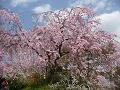満開の八重紅枝垂桜