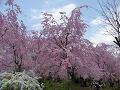 並んで咲く八重紅枝垂桜