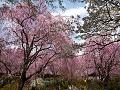 桜の樹海
