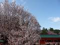 満開の左近の桜