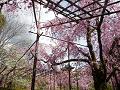 見上げる八重紅枝垂桜