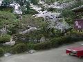 中神苑の桜