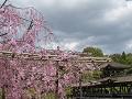 泰平閣と八重紅枝垂桜