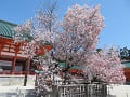 大極殿と満開の左近の桜