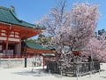 大極殿の屋根と満開の左近の桜