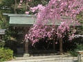 八重紅枝垂桜の枝先と手水舎