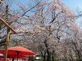 傘と枝垂れ桜