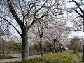 池沿いの桜並木