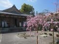 不動堂と八重紅枝垂桜