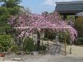 見ごろの八重紅枝垂桜