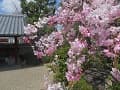 八重紅枝垂桜の枝先