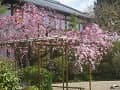 見ごろの八重紅枝垂桜